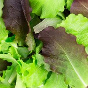 West Coast Seeds Lettuce Blend